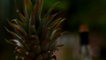 How to Make a Pineapple Jack o’ Lantern